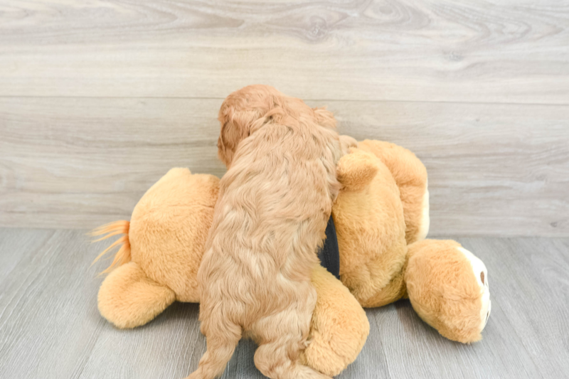 Meet Fay - our Cavapoo Puppy Photo 2/3 - Seaside Pups