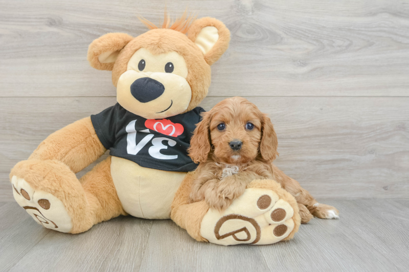 Meet Fay - our Cavapoo Puppy Photo 3/3 - Seaside Pups