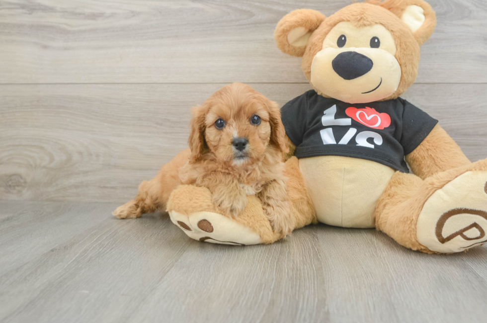 7 week old Cavapoo Puppy For Sale - Seaside Pups