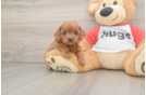 Happy Cavapoo Baby