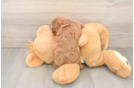 Cavapoo Puppy for Adoption