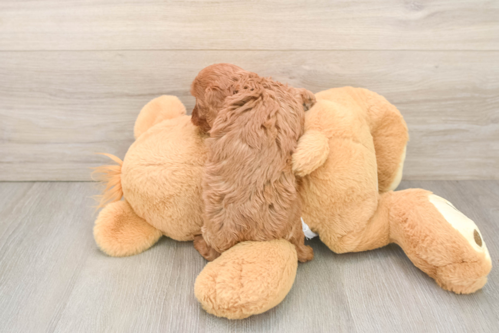Cavapoo Puppy for Adoption