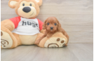 Fluffy Cavapoo Poodle Mix Pup