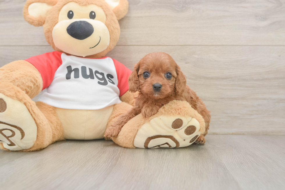 Fluffy Cavapoo Poodle Mix Pup