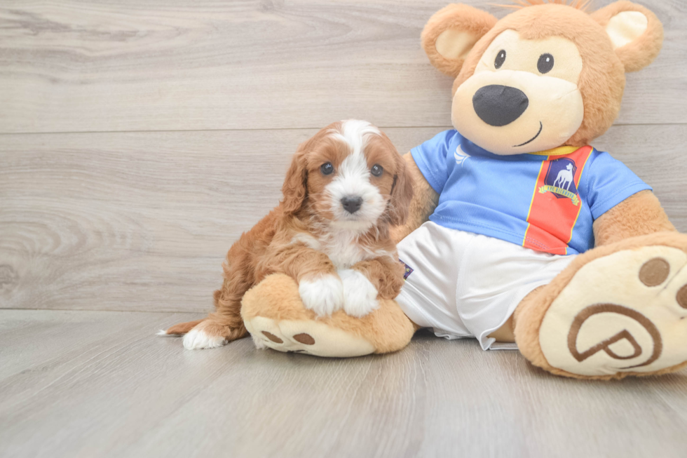 Small Cavapoo Baby