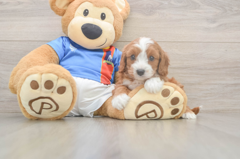 5 week old Cavapoo Puppy For Sale - Seaside Pups