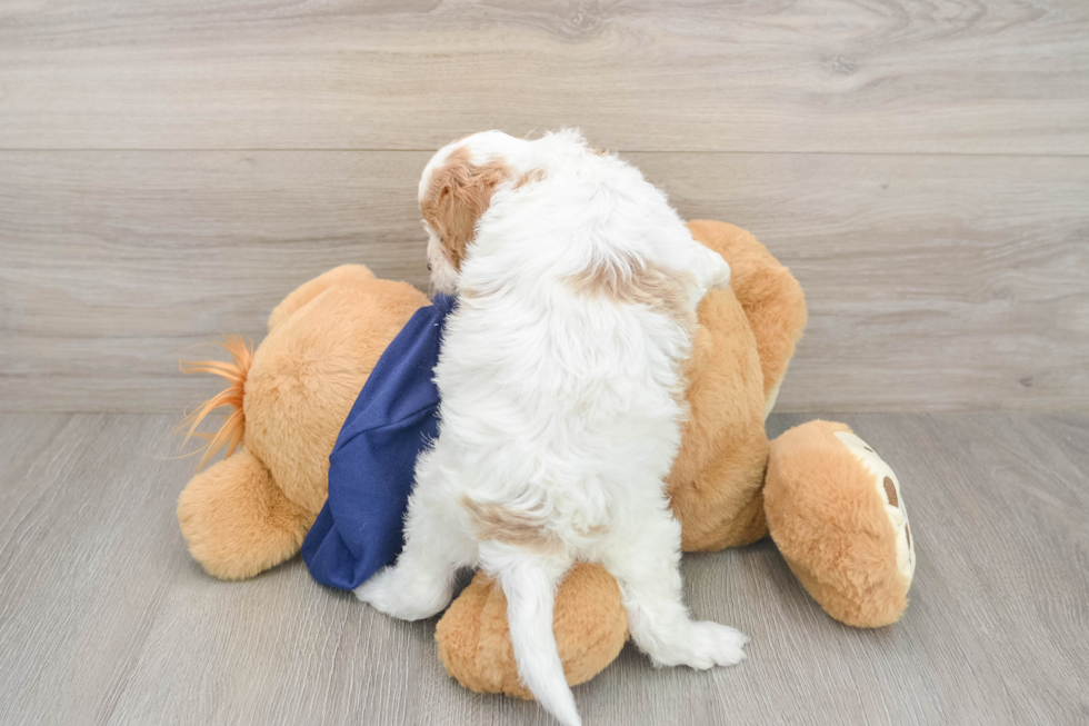 Cavapoo Pup Being Cute