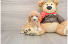 Cavapoo Puppy for Adoption