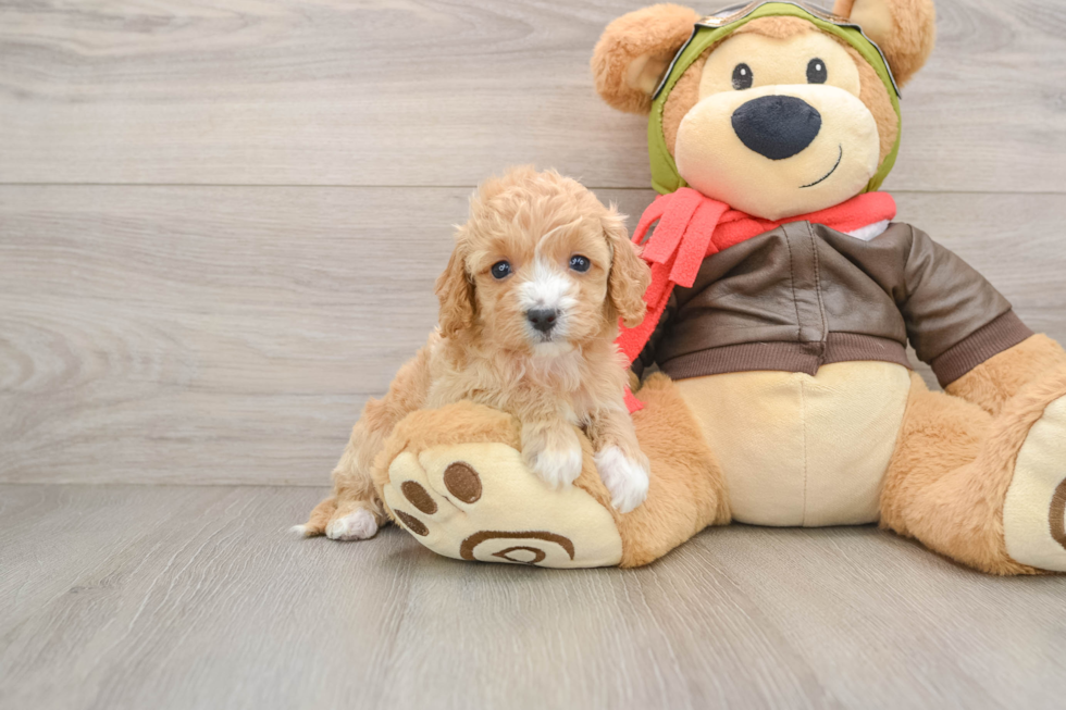 Cavapoo Puppy for Adoption
