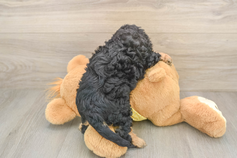 Sweet Cavapoo Baby