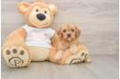 Popular Cavapoo Poodle Mix Pup