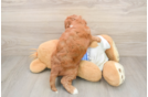 Cavapoo Pup Being Cute