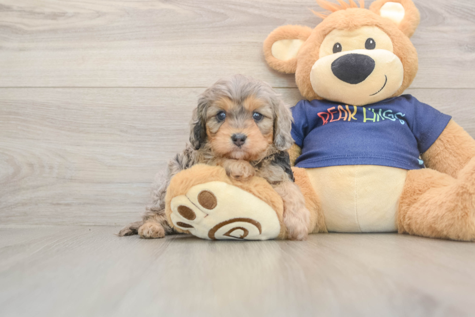 Cavapoo Puppy for Adoption