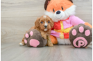 Cavapoo Pup Being Cute