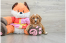 Playful Cavapoodle Poodle Mix Puppy