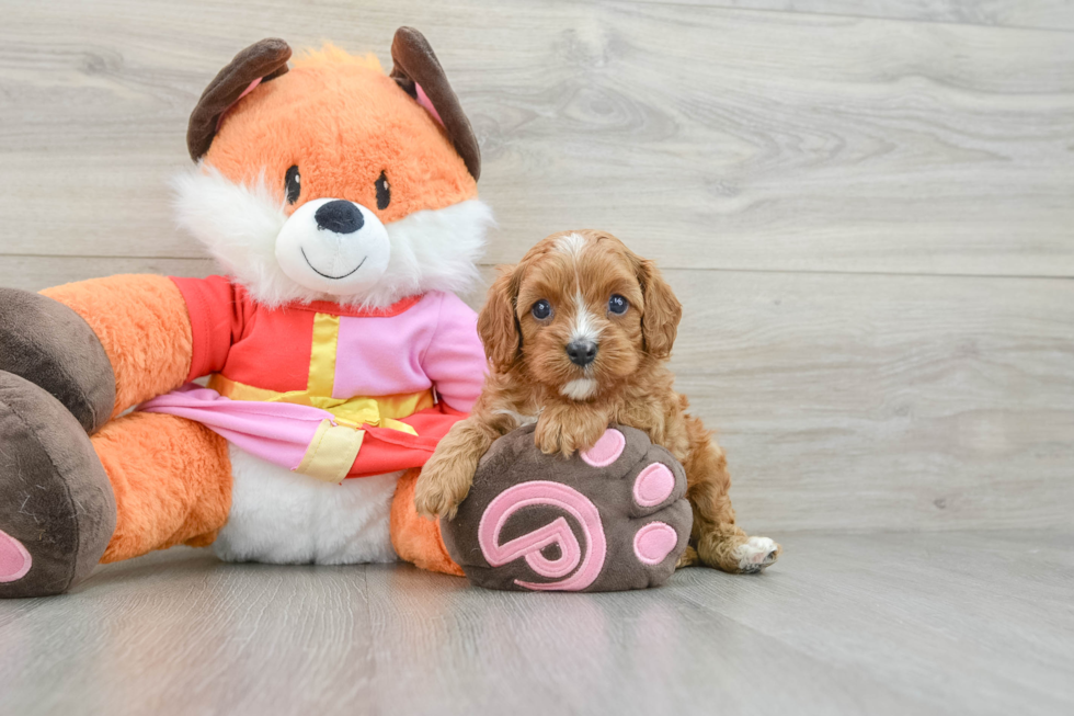 Playful Cavapoodle Poodle Mix Puppy