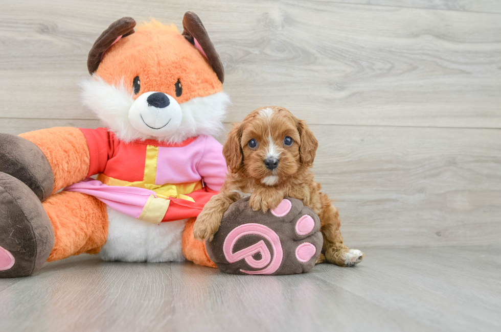 5 week old Cavapoo Puppy For Sale - Seaside Pups