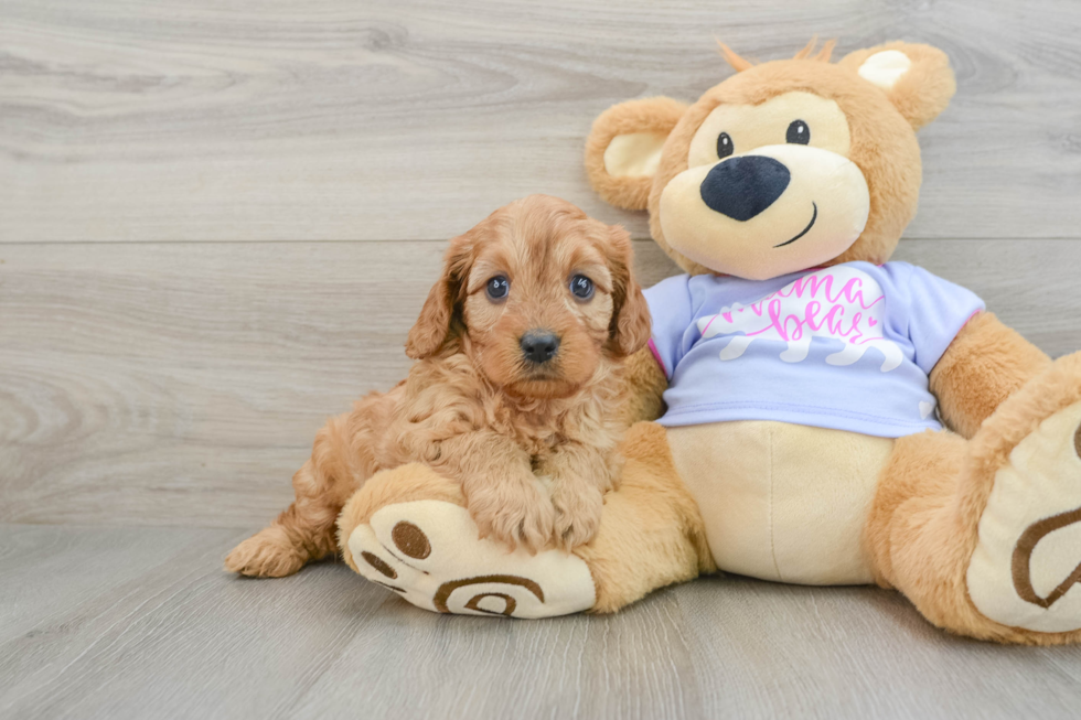 Best Cavapoo Baby