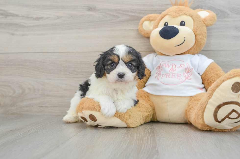 6 week old Cavapoo Puppy For Sale - Seaside Pups