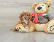 8 week old Cavapoo Puppy For Sale - Seaside Pups