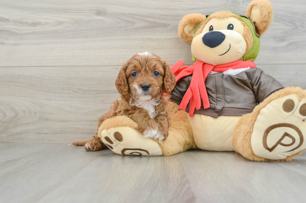 6 week old Cavapoo Puppy For Sale - Seaside Pups