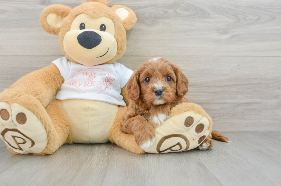 5 week old Cavapoo Puppy For Sale - Seaside Pups