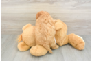 Cavapoo Pup Being Cute