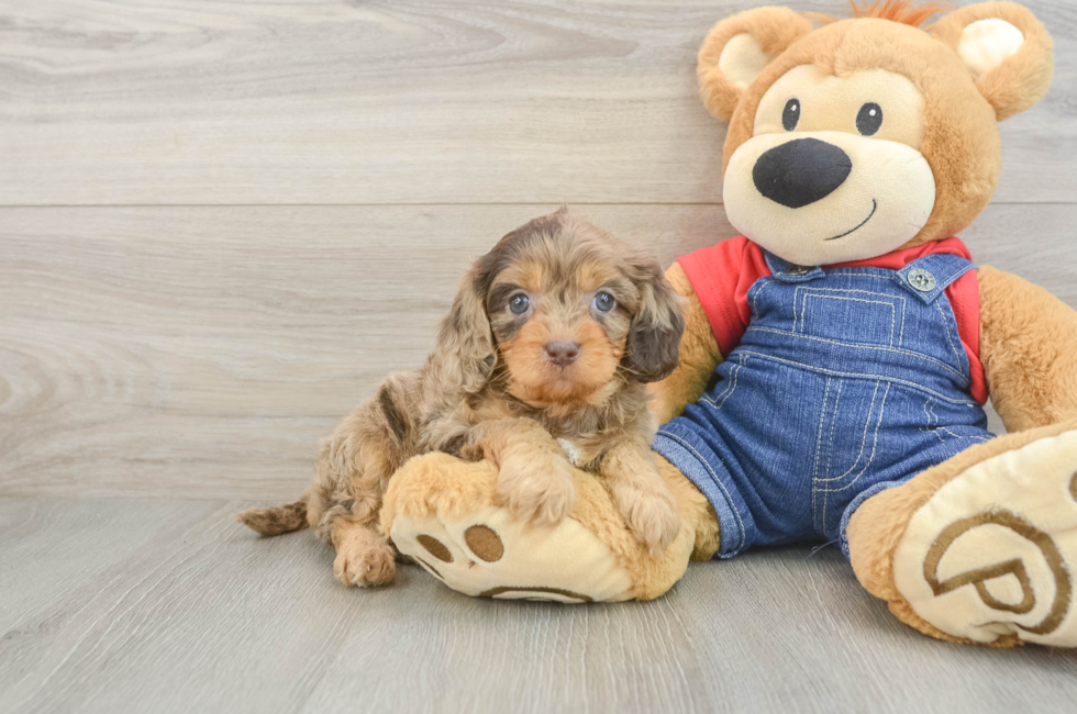 6 week old Cavapoo Puppy For Sale - Seaside Pups