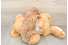 Smart Cavapoo Poodle Mix Pup