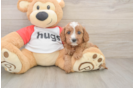 Cavapoo Puppy for Adoption