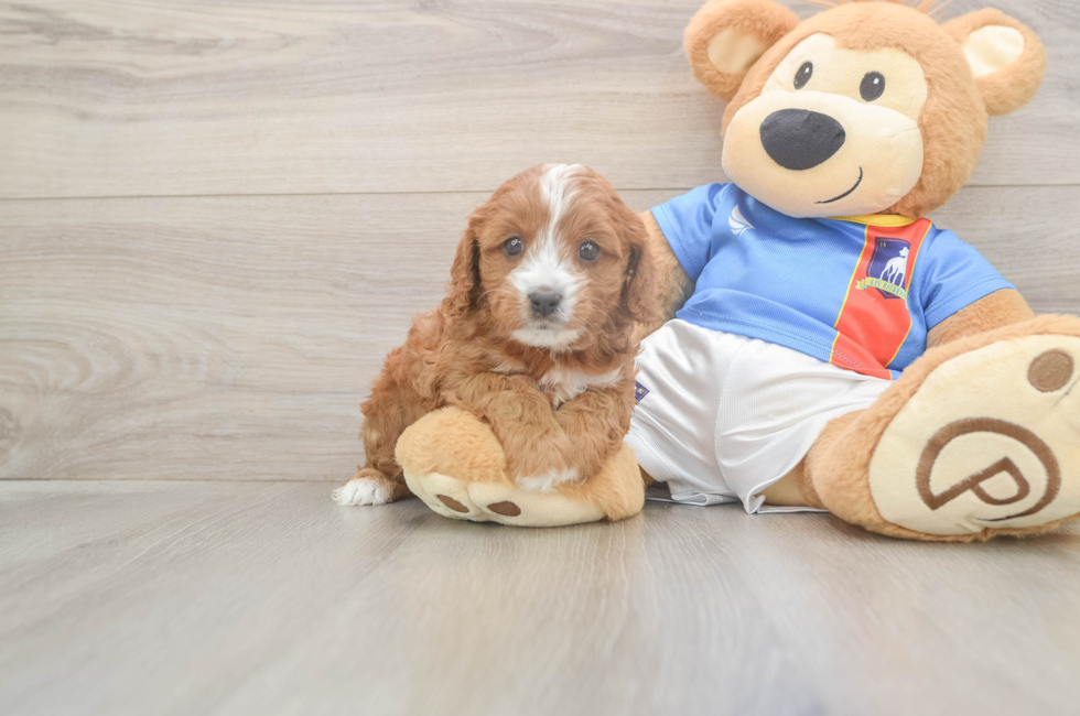 5 week old Cavapoo Puppy For Sale - Seaside Pups