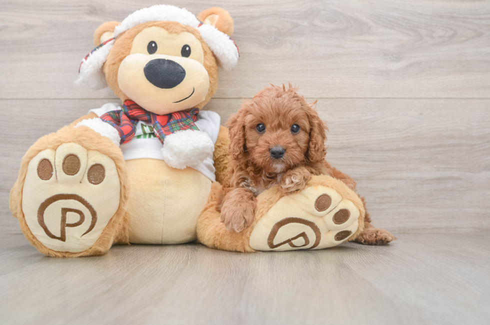 5 week old Cavapoo Puppy For Sale - Seaside Pups
