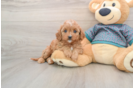 Petite Cavapoo Poodle Mix Pup