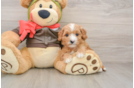 Popular Cavapoo Poodle Mix Pup