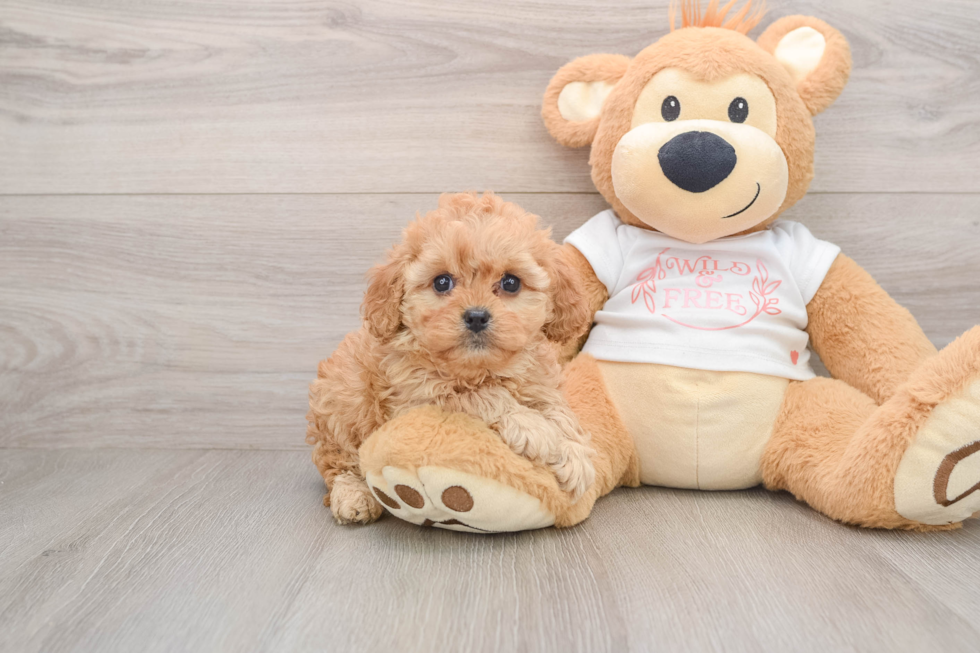 Cavapoo Pup Being Cute