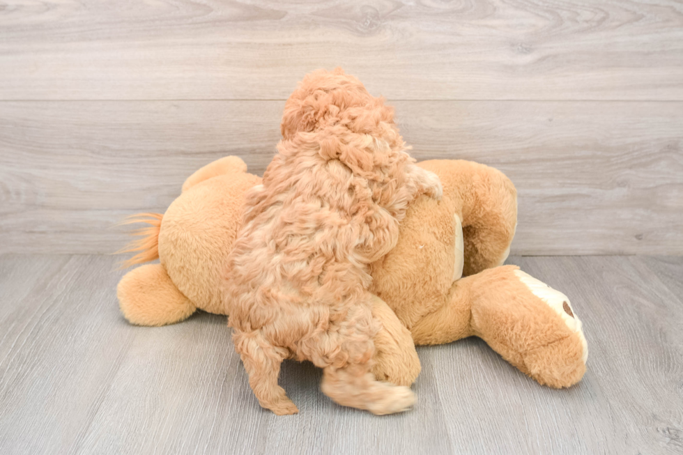 Cavapoo Puppy for Adoption