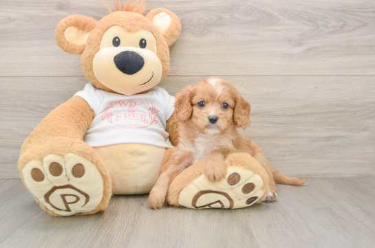 Adorable Cavalier King Charles Spaniel and Poodle Mix Poodle Mix Puppy