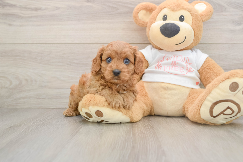 Best Cavapoo Baby