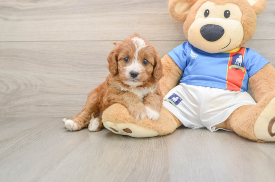 Cavapoo Pup Being Cute