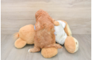 Funny Cavapoo Poodle Mix Pup