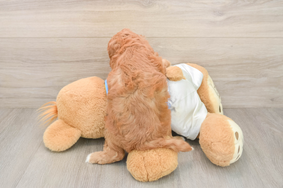 Funny Cavapoo Poodle Mix Pup