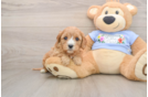 Cavapoo Puppy for Adoption