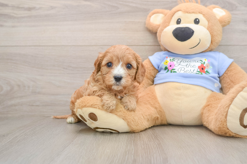 Cavapoo Puppy for Adoption