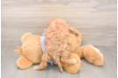 Cavapoo Puppy for Adoption
