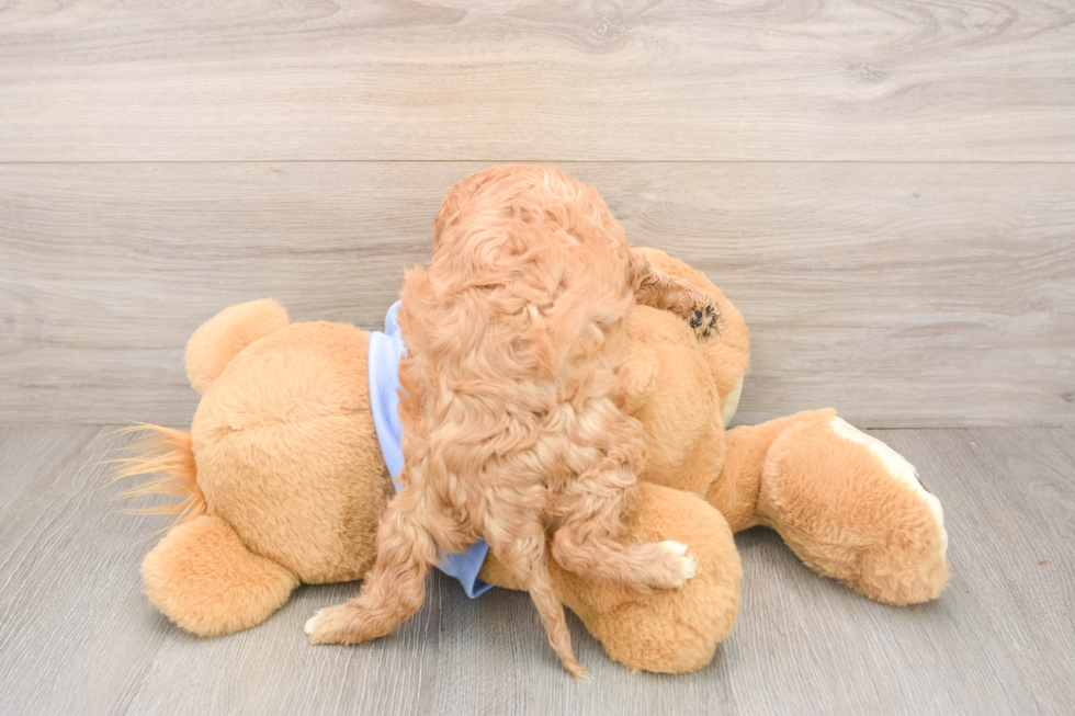 Cavapoo Puppy for Adoption