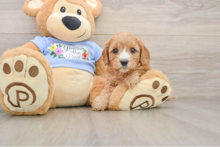 Little Cavipoo Poodle Mix Puppy
