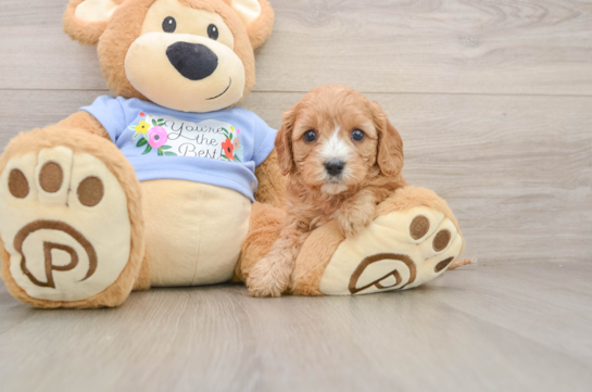Little Cavipoo Poodle Mix Puppy