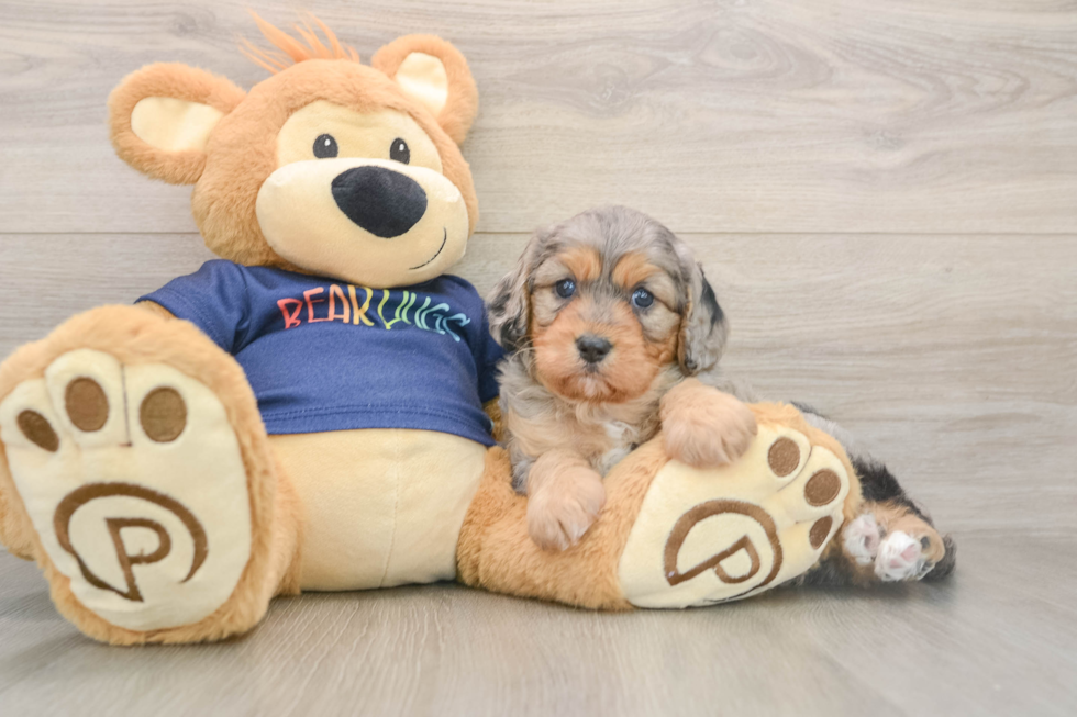 Cavapoo Puppy for Adoption
