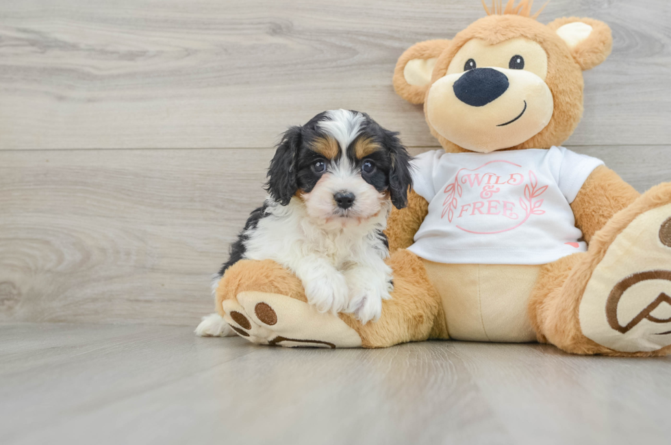 6 week old Cavapoo Puppy For Sale - Seaside Pups