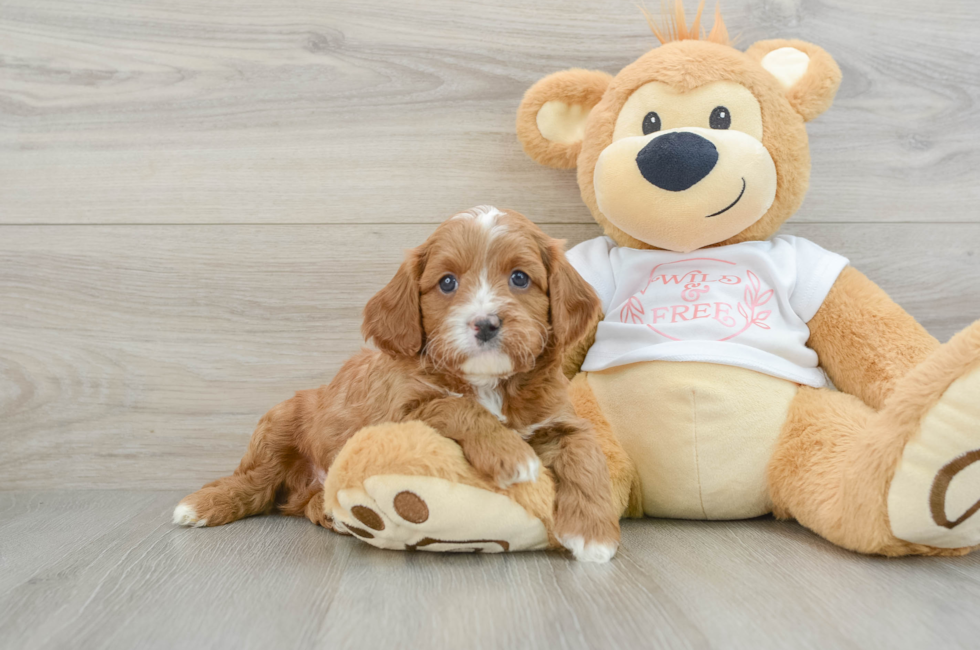 5 week old Cavapoo Puppy For Sale - Seaside Pups